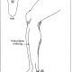 17 inner side of leg