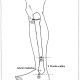 22 outer side of leg
