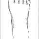 30 top of foot