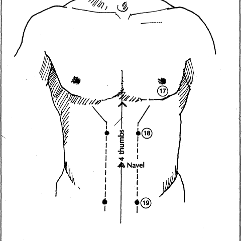 5 chest and abdomen