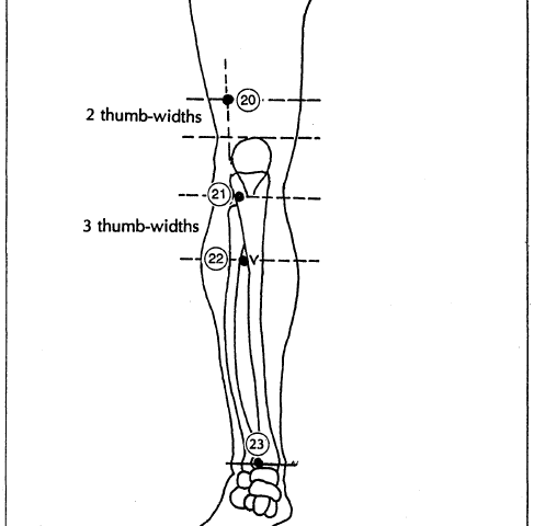 6 front of leg