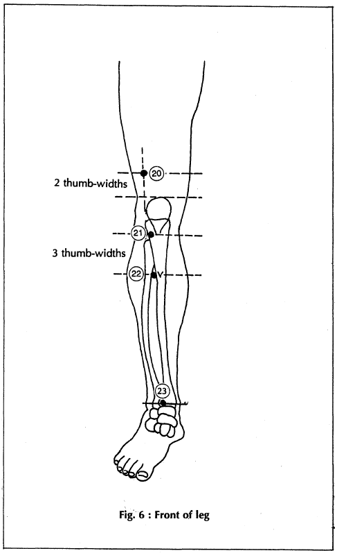 6 front of leg
