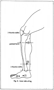8 inner side of leg