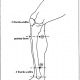 8 inner side of leg