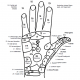 hand reflexology 4