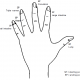 hand reflexology 6