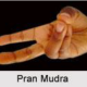 prana mudra