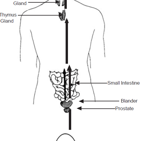 2.5 back part of the anus