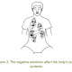 3 negative emotions affect on bodys organ systems