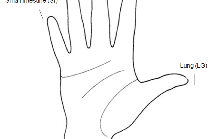 3.5 ends will stimulate the organ