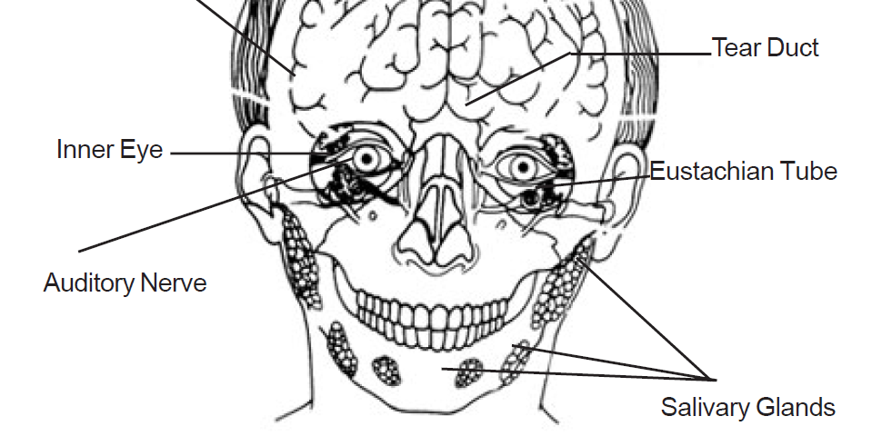 4.22 eyes connect with senses and brain