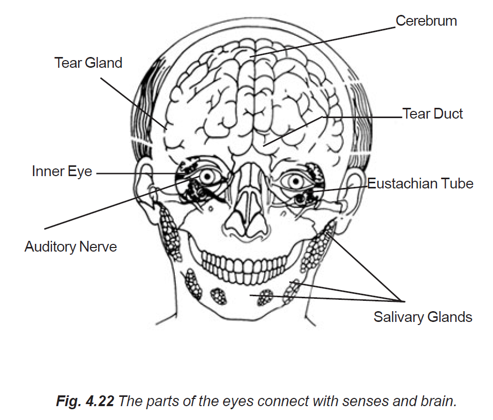 4.22 eyes connect with senses and brain