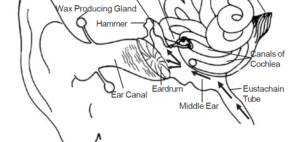 4.32 diagram of inner ear drum