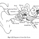 4.32 diagram of inner ear drum