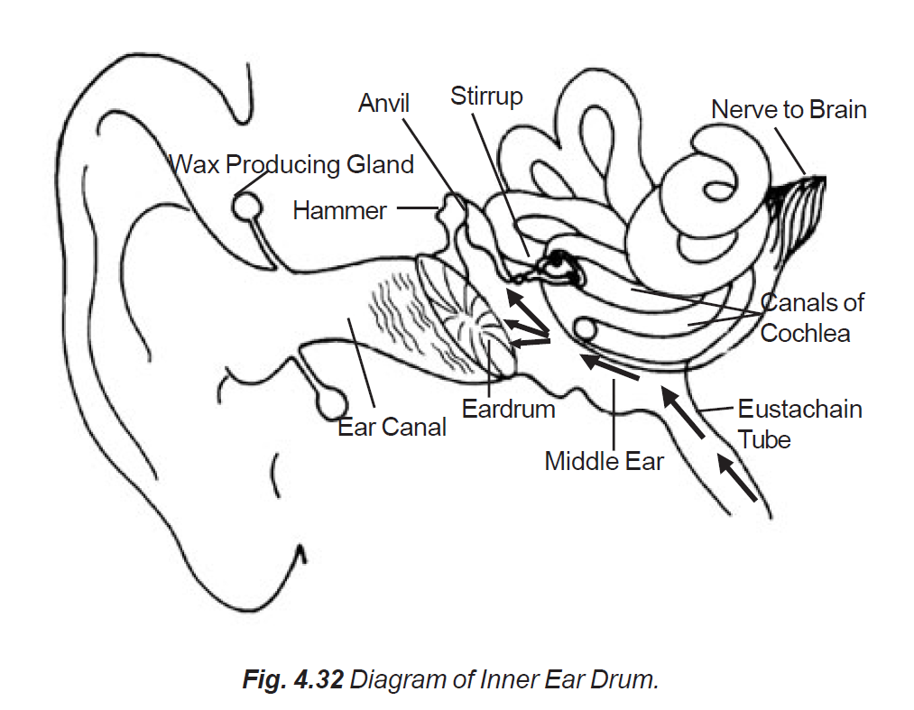 4.32 diagram of inner ear drum