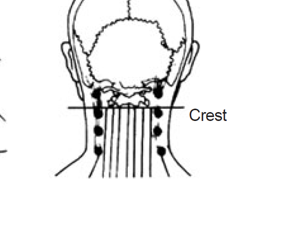 4.5 from hairline to base of skull
