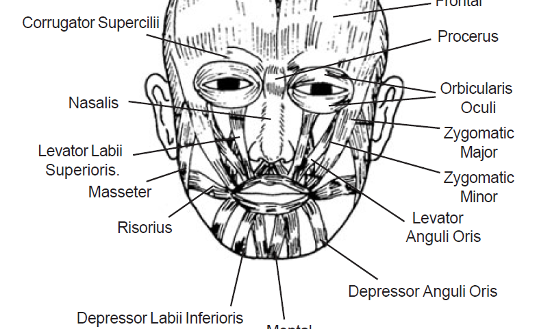 4.6 facial muscles
