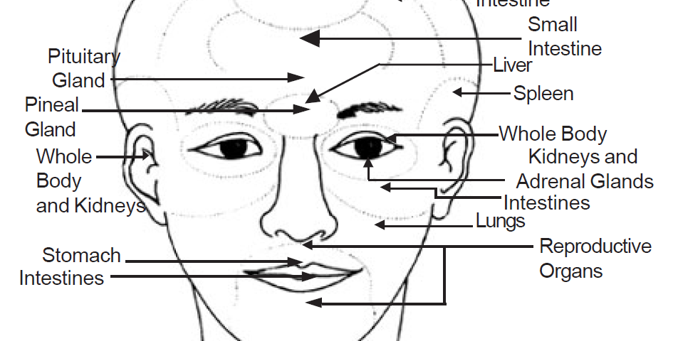 4.8 face corresponding to organs
