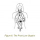 6 front line organs
