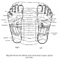 6.3 feet reflexes of whole body's organs glands & limbs