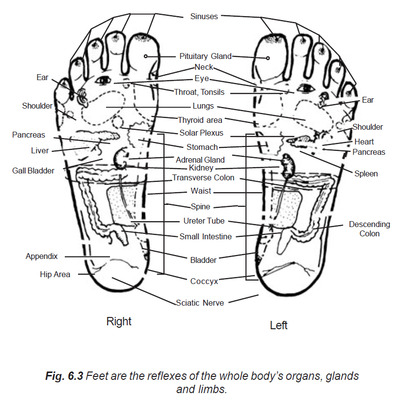 6.3 feet reflexes of whole body's organs glands & limbs