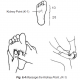 6.4 massage the kidney point