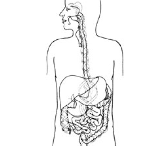 7 middle line organs