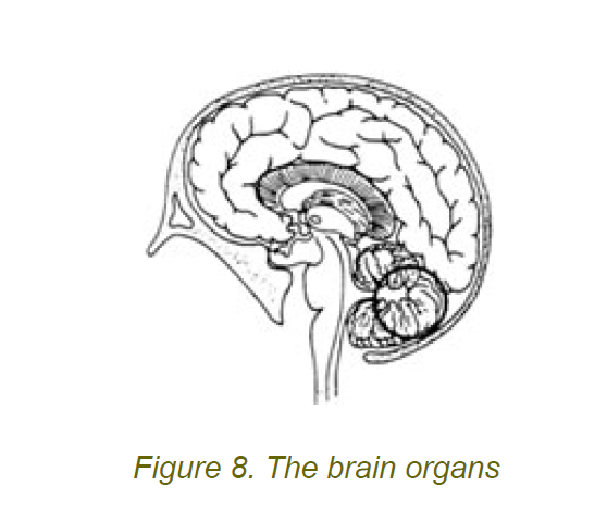 8 the brain organs