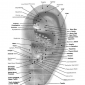 body parts reflected in the ear 14