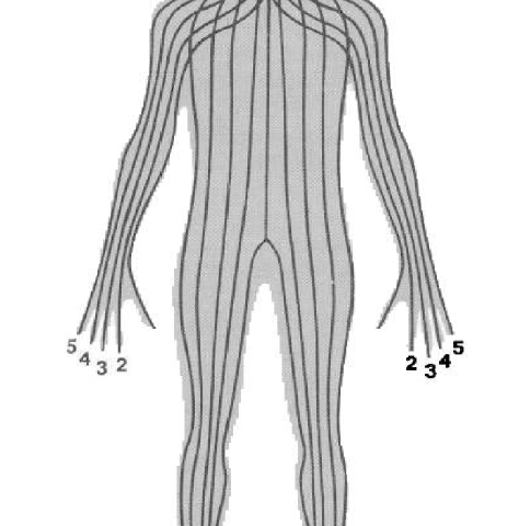 body zones