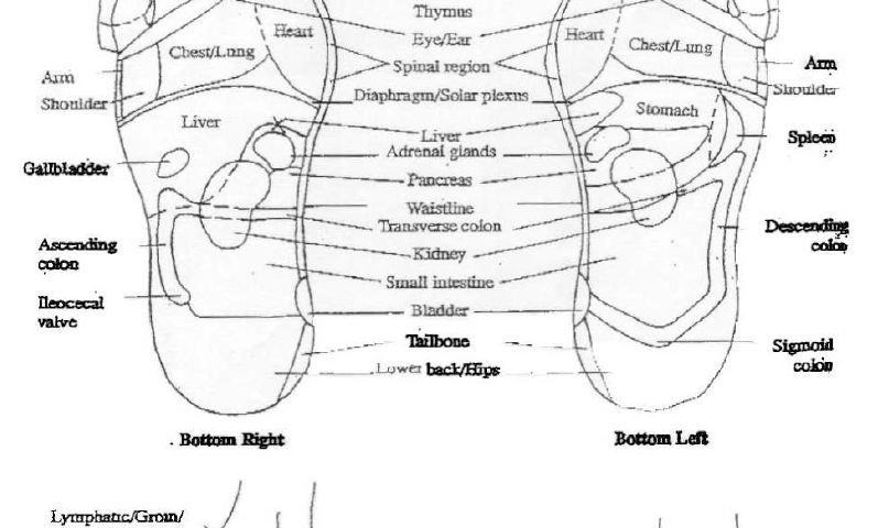 foot reflexology chart