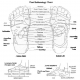 foot reflexology chart