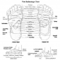foot reflexology chart