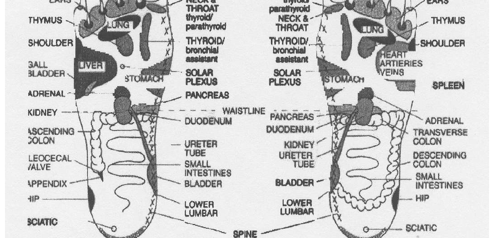 organs to foot reflexology