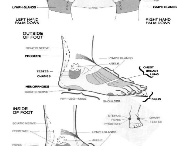 organs to hand and feet reflexology 10
