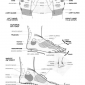 organs to hand and feet reflexology 10