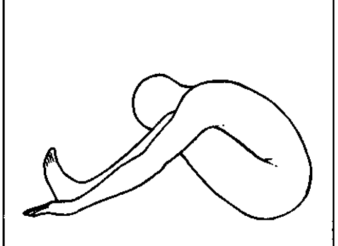 pascimottanasana