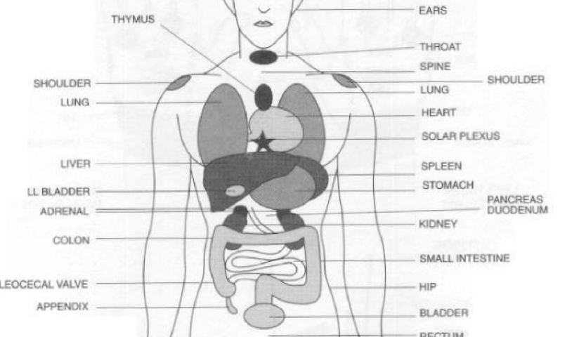 reflex point to organs