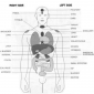 reflex point to organs
