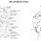 reflex points in the head 13