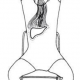the liver position 3