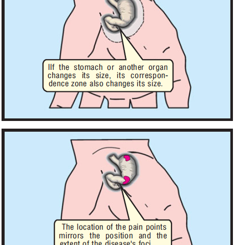 PROPORTIONALITY OF THE CORRESPONDENCE ZONES 6
