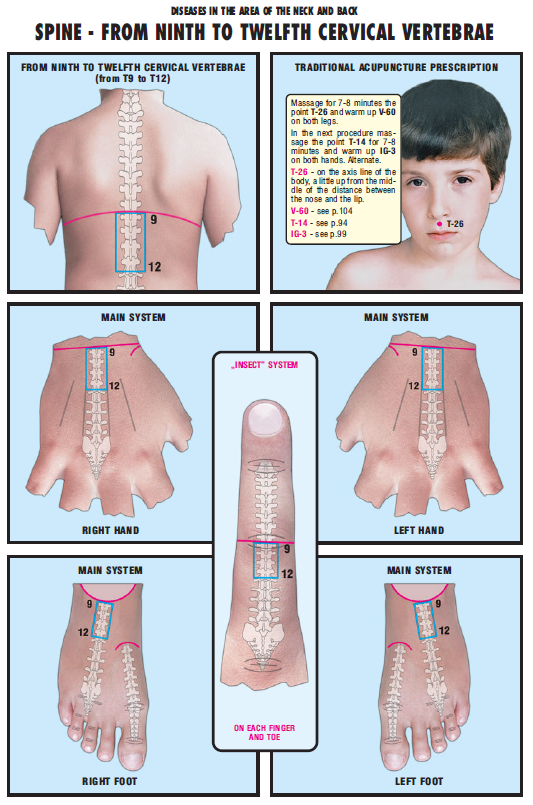 Spine 9 to 12 cervical vertebrae 44