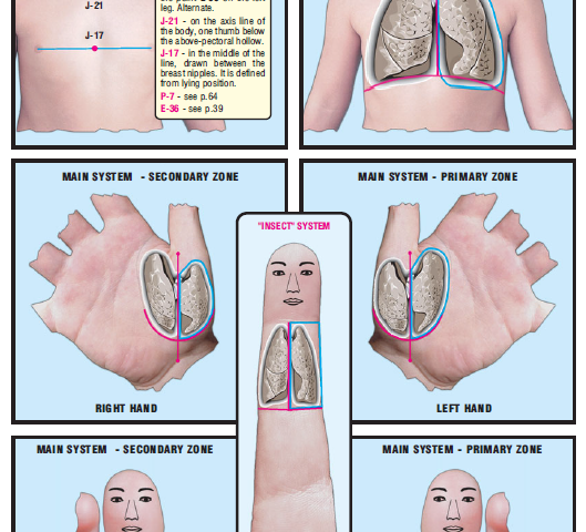 left lung and bronchi 20