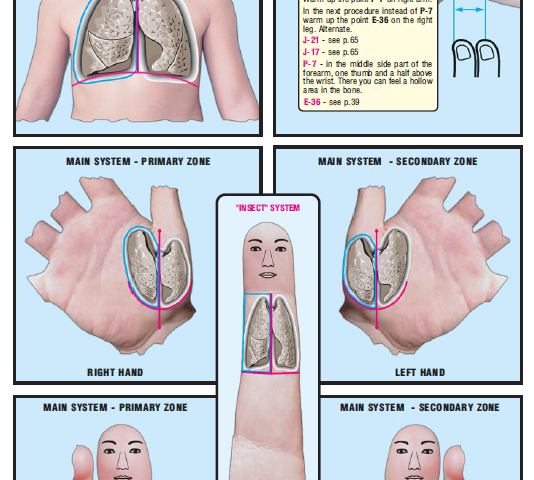 right lung and bronchi 19