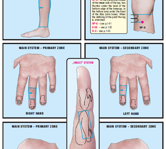 right shank inner side 59