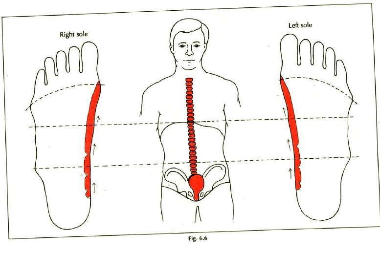 6.6 back spine pain stiffness lumbago sciatica img