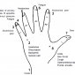 hand reflexology 1