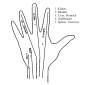 hand reflexology 5