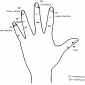 hand reflexology 6